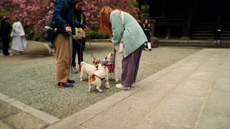 people and dogs in a spring garden