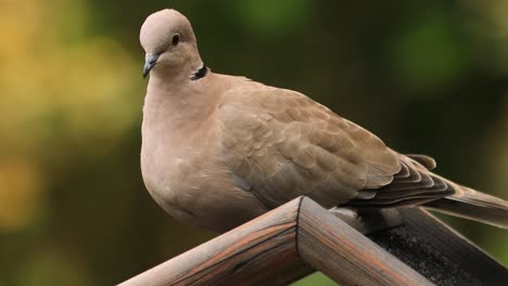 Dach-Eines-Vogelhäuschens-Für-Kleine-Vögel-Mit-Einer-Eurasischen-Kragentaube-Auf-Der-Oberseite-Mit-Verschwommenem,-Unscharfem,-Natürlichem,-Grünem-Und-Herbstfarbenem-Hintergrund