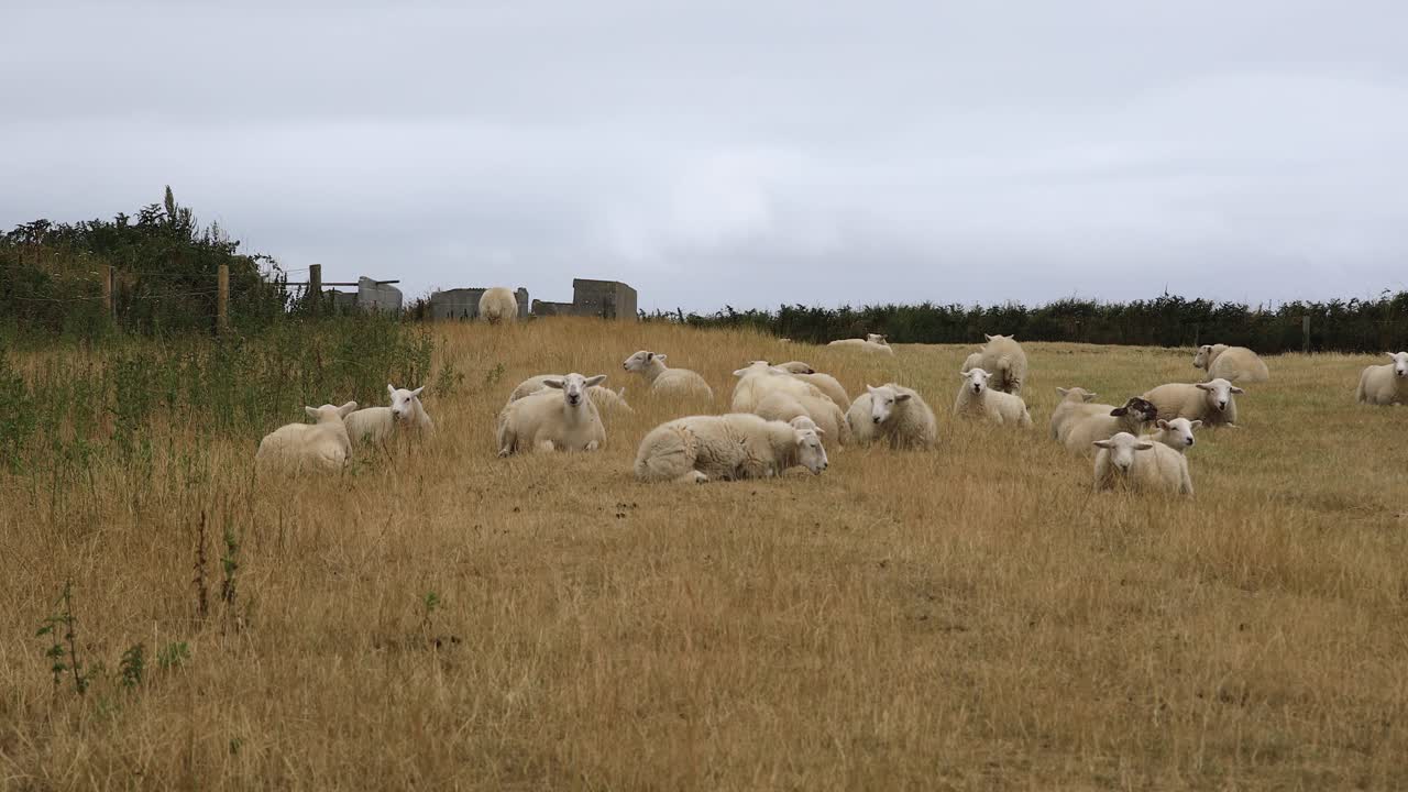 Flock of Sheep Laying Down Eating Grass in a Field in Cornwall