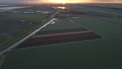 Paisaje-Holandés-Tradicional-Con-Tierras-De-Cultivo-Y-Campos-De-Tulipanes-Al-Amanecer,-Antena