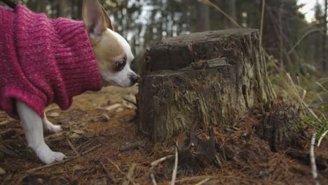 chihuahua dog walking on a forest path with a pink pullover, sniffing around