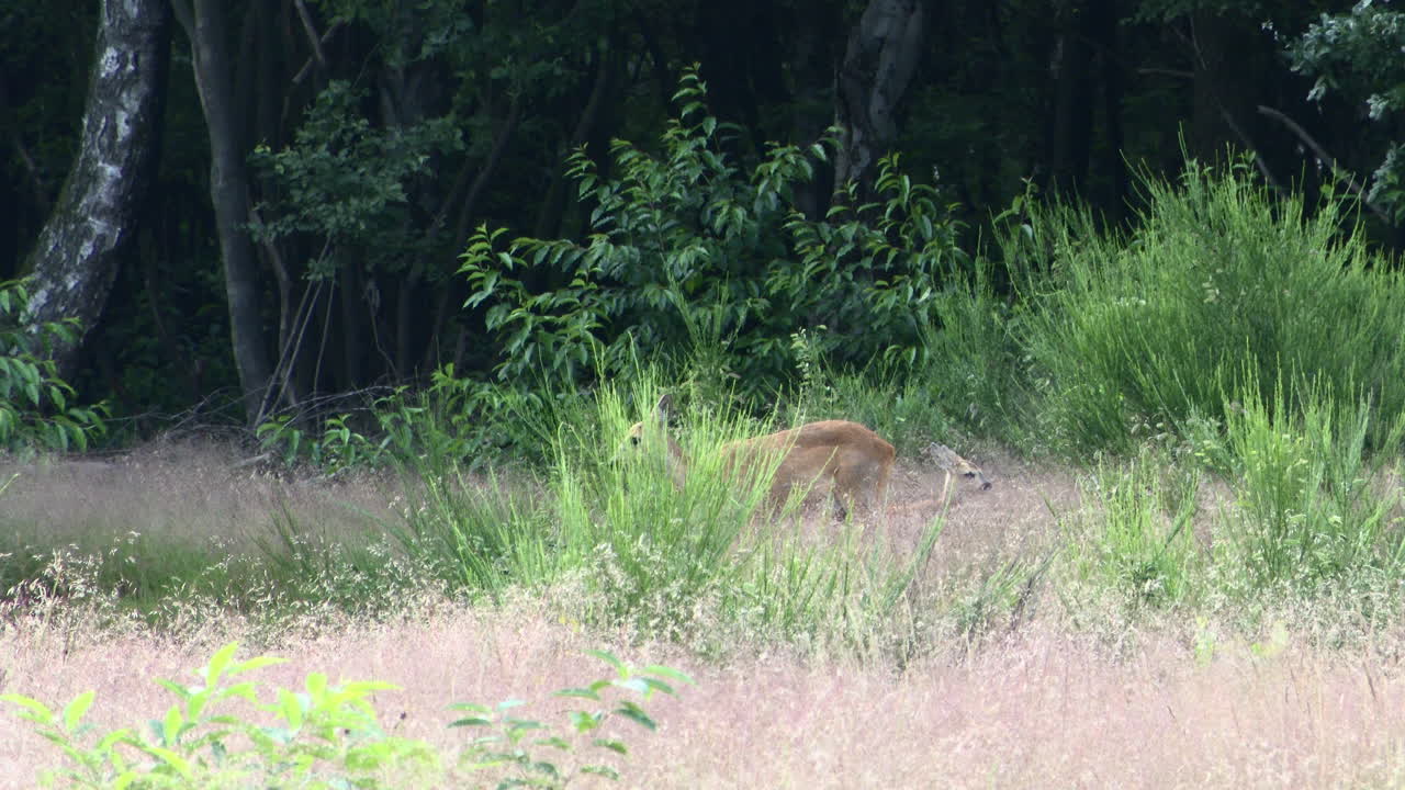 hembra de corzo camina sobre su ternero lactante