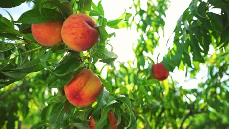 big juicy peaches on the tree. fabulous orchard. fruits ripen in the sun