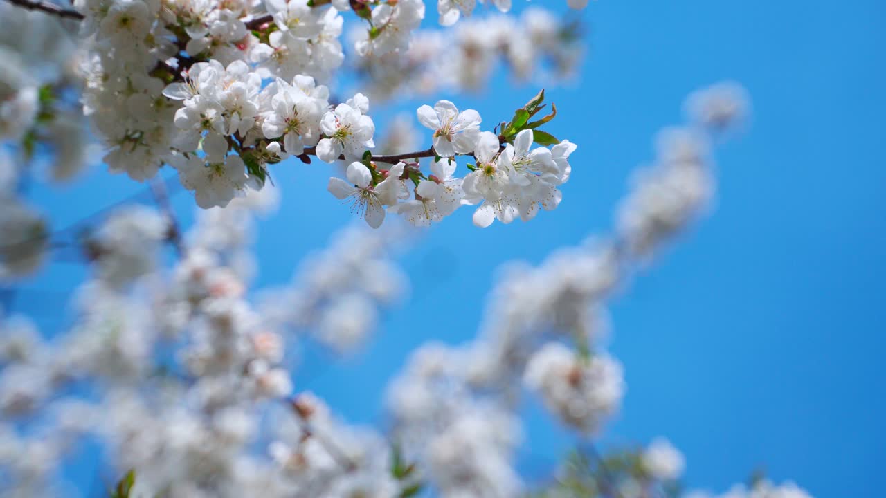 Blooming branch on blur background of spring sky. Branch of a fruit tree with white flowers swaying in the wind