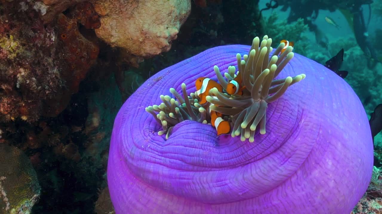 Clownfish Living in a Purple Sea Anemone Underwater