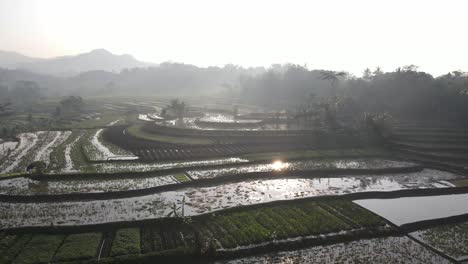 Vista-Aérea,-Una-Vista-Muy-Hermosa-De-Los-Campos-De-Arroz-En-Terrazas-En-El-Distrito-Kajoran-De-Magelang-Por-La-Mañana