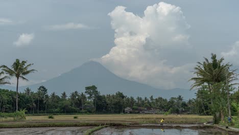 rural landscape with rice paddies, palm trees, and mountain