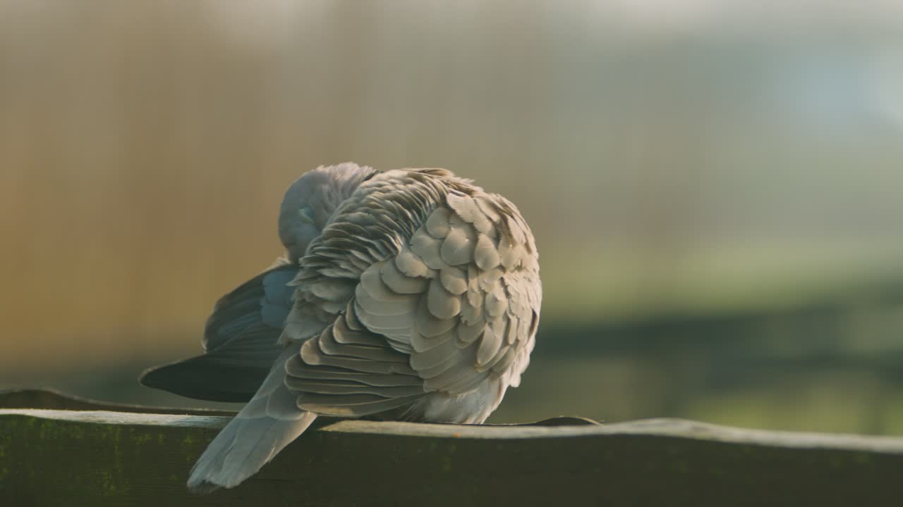 Close up of collared dove on wood fence grooming itself on windy day. Static