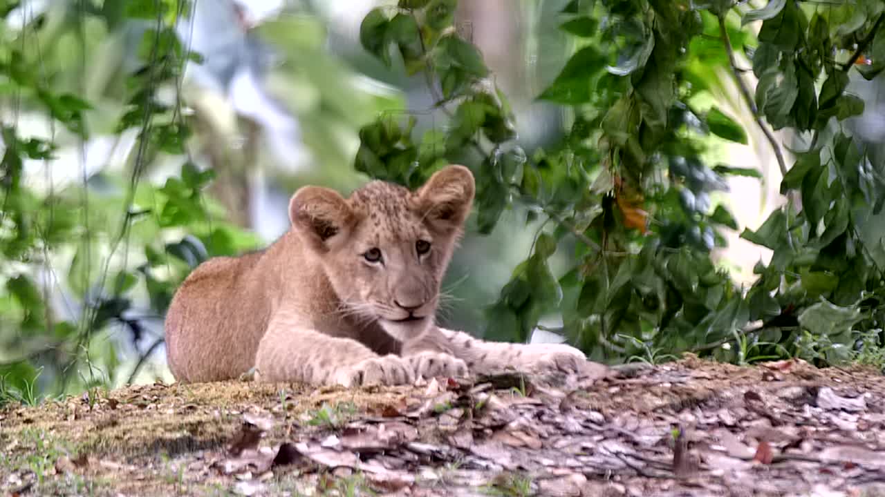 panthera leo - løveung, der slikker sin pote, mens han ligger på jorden og føler sig søvnig