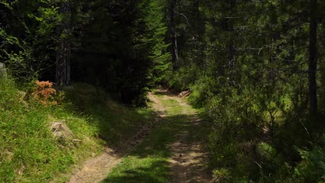 mysterious alley inside wild forest with pine and spruce trees, hiking outdoor