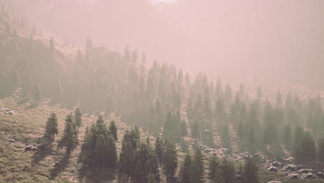 Pines-forest-growing-on-the-mountains