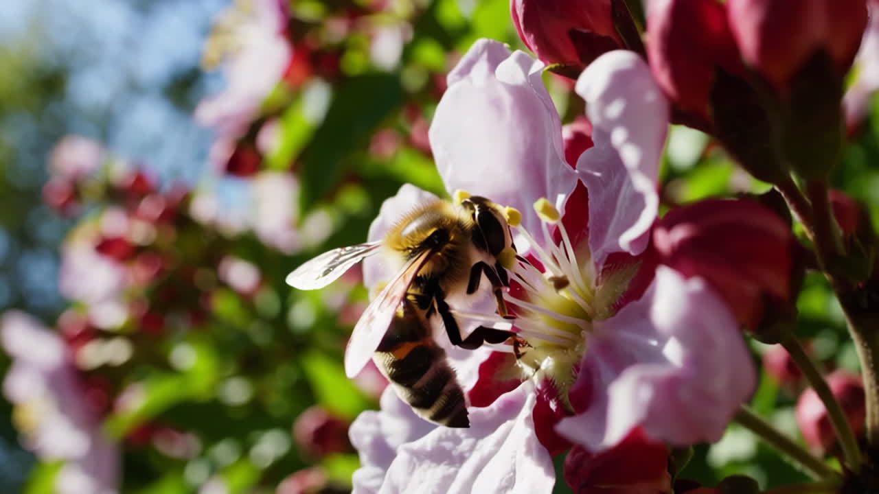 Honeybee on a Spring Blossom