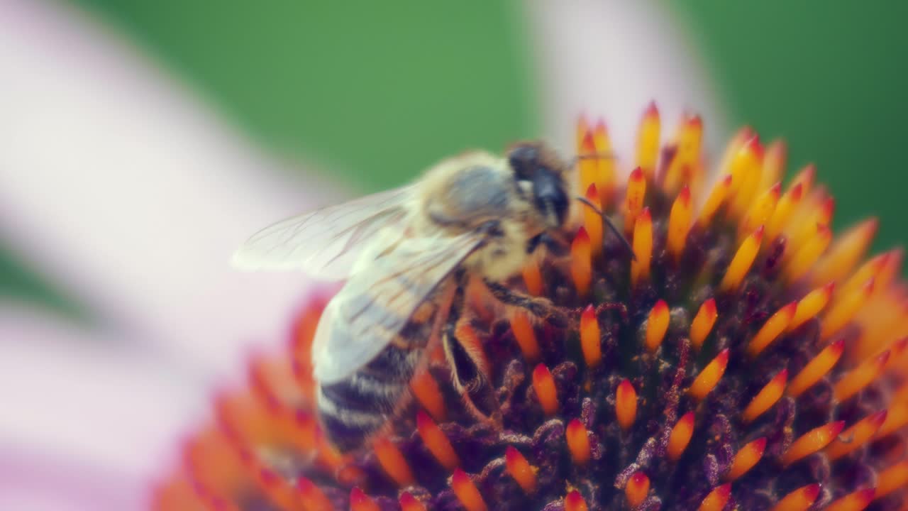 abeja melífera recoge polen de conflower púrpura