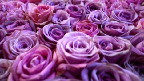 Natural-roses-background-closeup