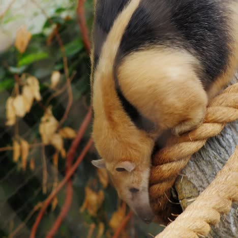 南方魚 (tamandua) 爬在樹枝上的肚子上