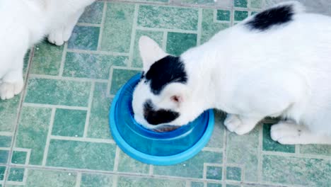 three cat eating food in bowl