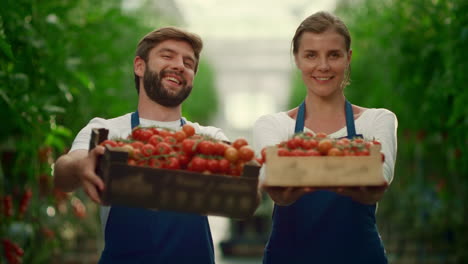 Business-farmer-showing-tomatoes-vegetable-box-basket-in-greenhouse-plantation.