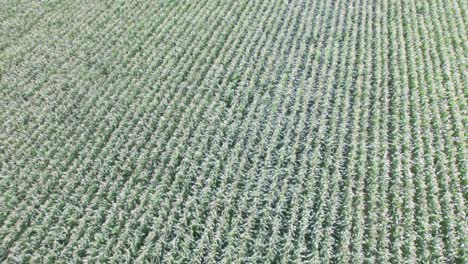 Drone-footage-of-farm-land-with-plants