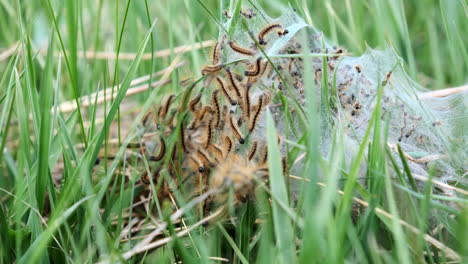una camada de orugas en la hierba fresca de primavera