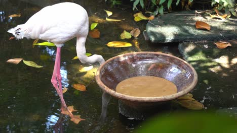 flamenco rosado mayor, phoenicopterus roseus, de pie junto a un cuenco de agua turbia y aspirando tanto el barro como el agua para filtrar las deliciosas algas, crustáceos y moluscos en el parque de vida silvestre de langkawi