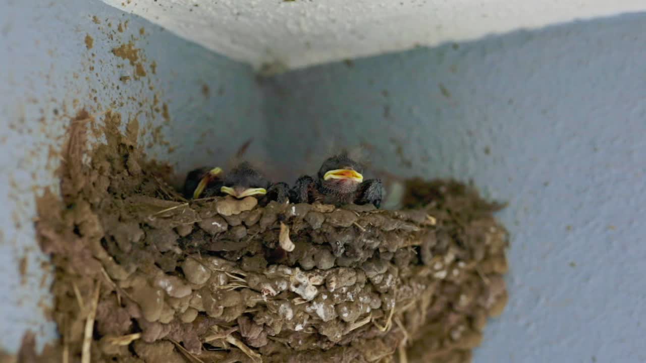 pollito de golondrina recién nacido en el nido llorando por comida