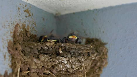 newborn barn swallow chick in nest crying for food