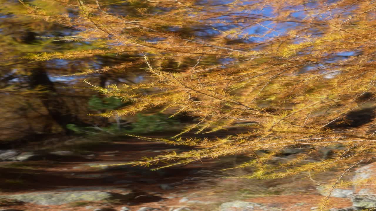 Engadin Graubünden Switzerland golden larch trees move in cool autumn wind with rocky peaks in background