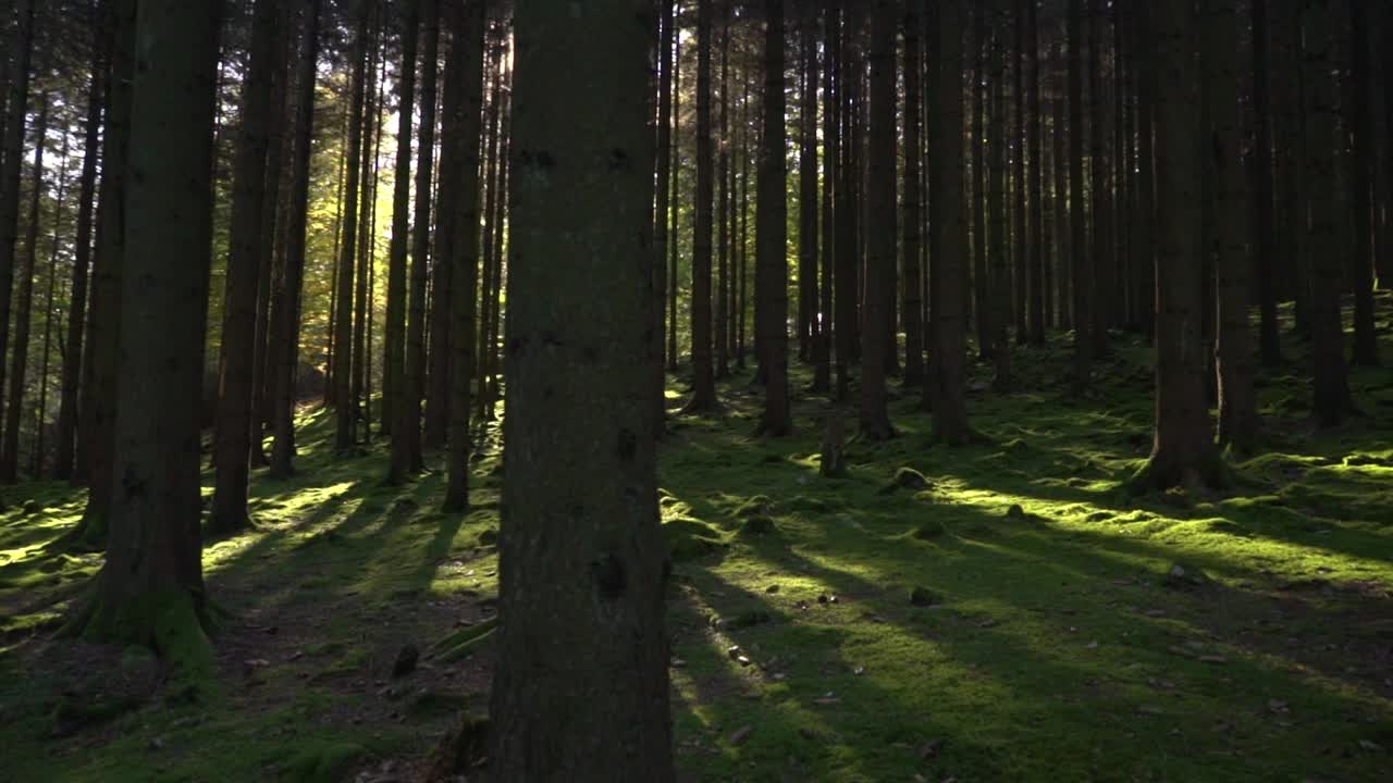 A pine forest with sunshine in slow motion with shadows