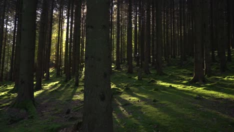 Un-Bosque-De-Pinos-Con-Sol-En-Cámara-Lenta-Con-Sombras