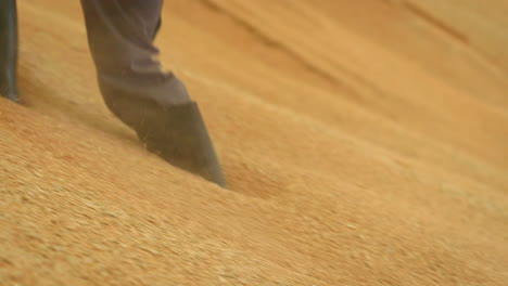 farmer walking up huge pile of wheat inside grain storage after rich harvest.