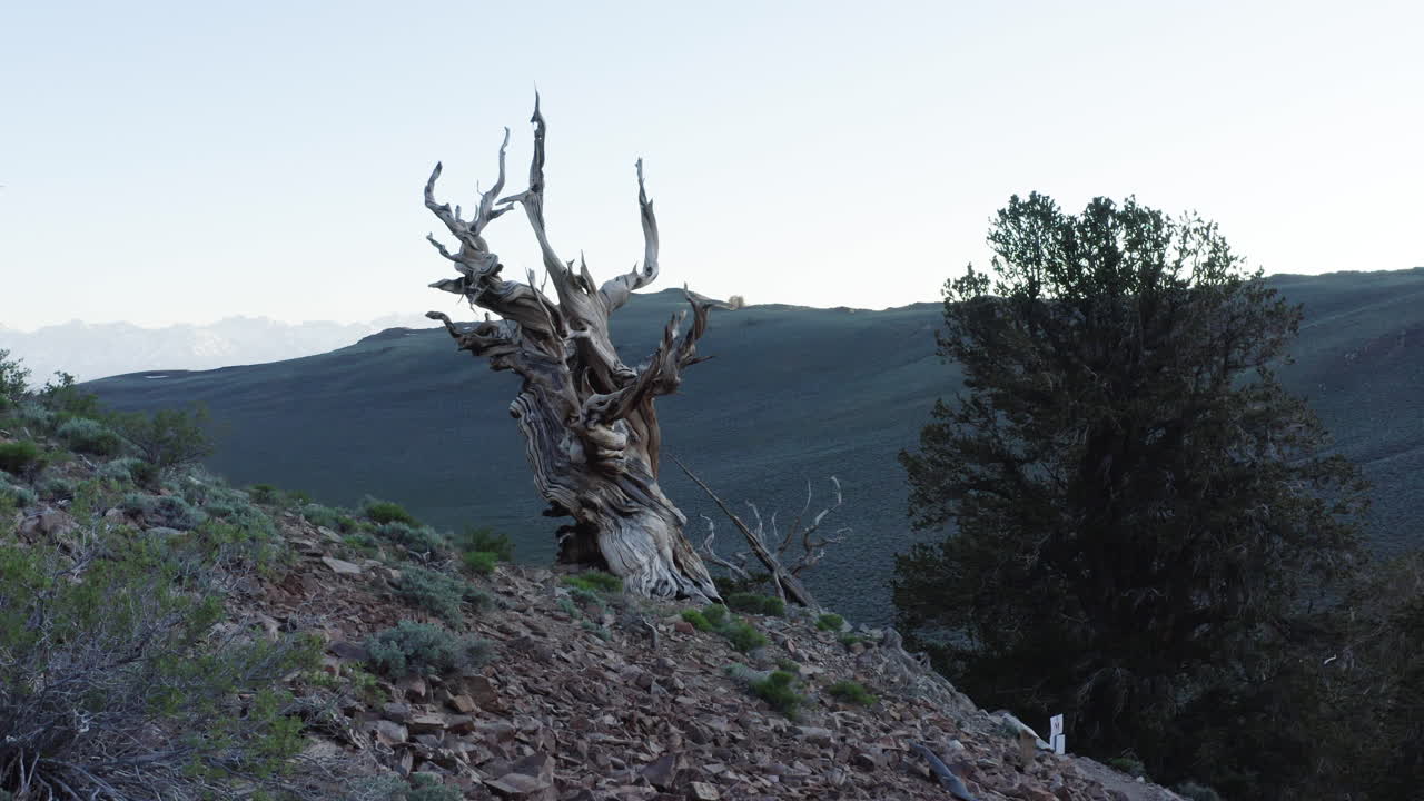 Ancient Bristlecone Pine Tree in the White Mountains