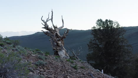 ancient bristlecone pine tree in the white mountains