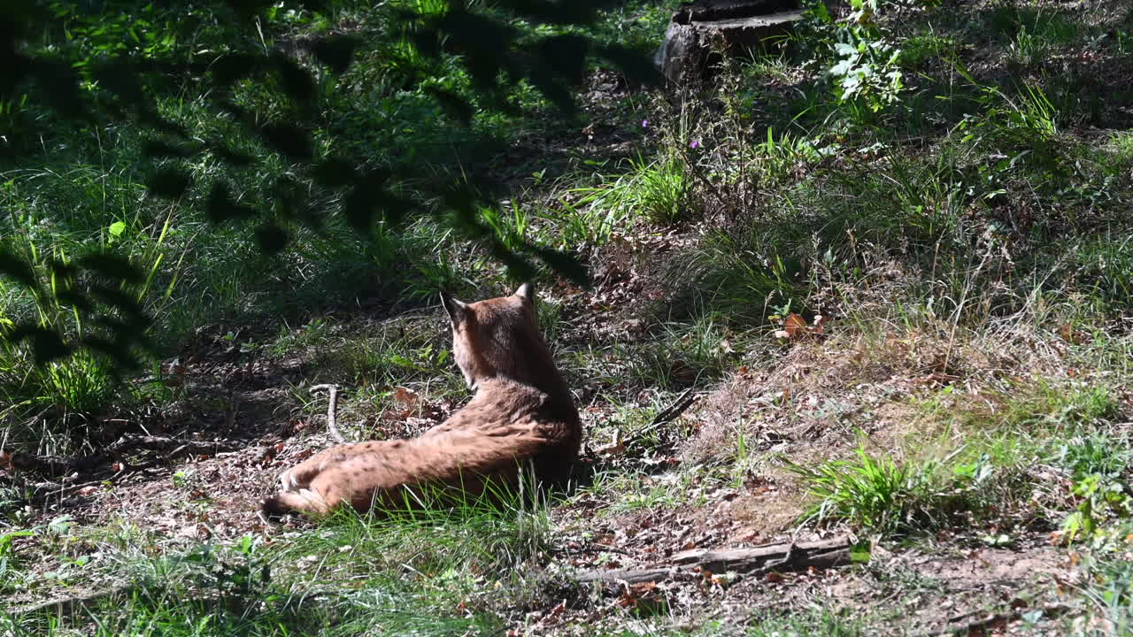 una lince giace sull'erba guardando nella foresta nel suo recinto, zoo francese