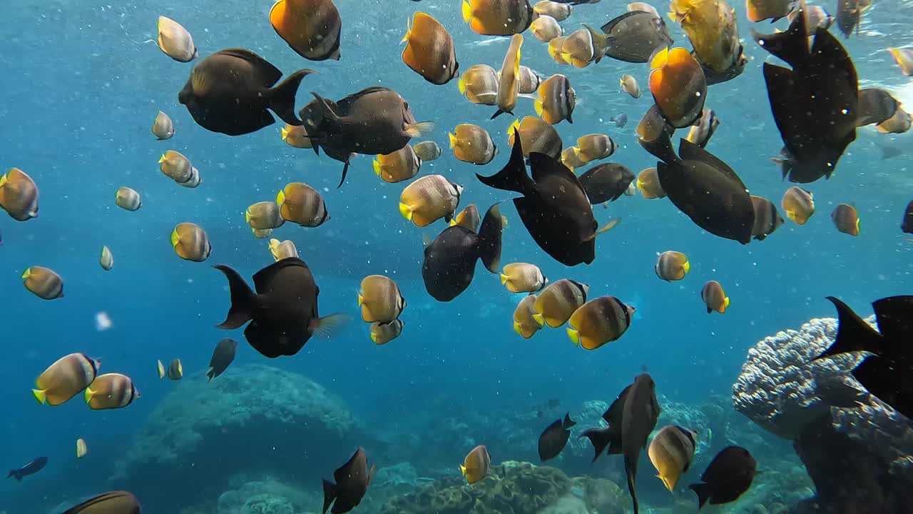 Pesci sott'acqua, barriera corallina nel mare, Nusa Penida, Bali, Indonesia