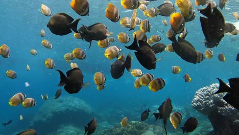 fish underwater coral reef in the ocean sea nusa penida bali indonesia