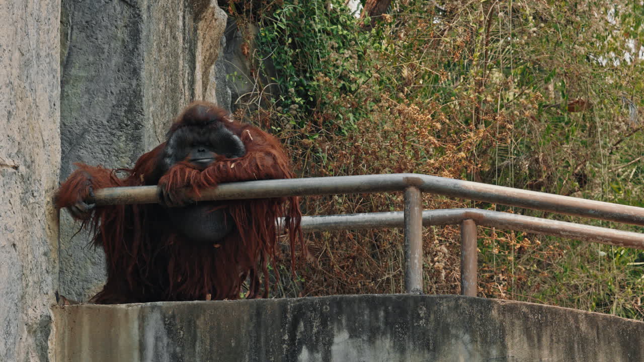 An orangutan rests its head on a railing in a zoo enclosure