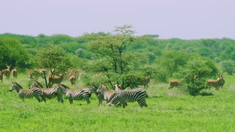 cebras y antílopes en estado salvaje en tanzania áfrica en cámara super lenta