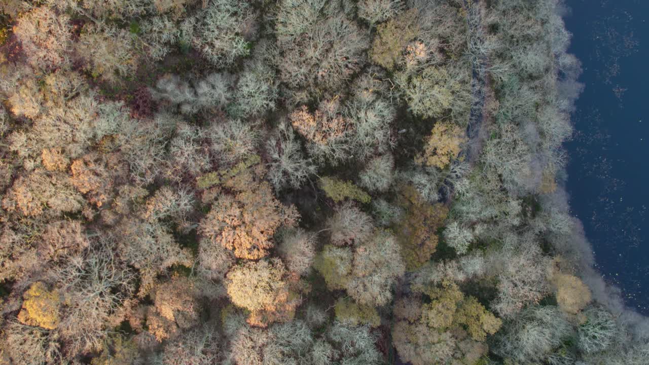Drone footage of sunrise over a forest canopy in autumn in Loch Lomond National Park in Scotland, UK