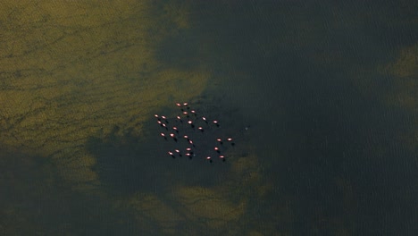 flamingo flock in circular form gather together with muddy tendrils in water, cloud shadow passes over birds