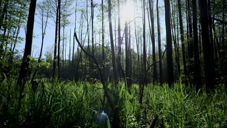 Lapso-De-Tiempo-Del-Sol-Brillando-A-Través-De-Los-árboles-En-El-Bosque-Natural-Con-Un-Impresionante-Destello-De-Lente-En-Medio-De-La-Toma