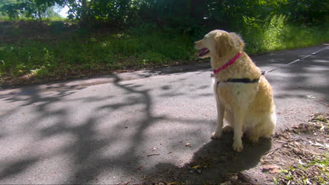 Ángulo-Bajo-En-Cámara-Lenta-De-Un-Goldendoodle-De-Pan-único-Y-Nuevo-Jadeando-En-La-Carretera-En-El-Verano-Por-Una-Carretera-Rural-Inglesa-En-El-Verano