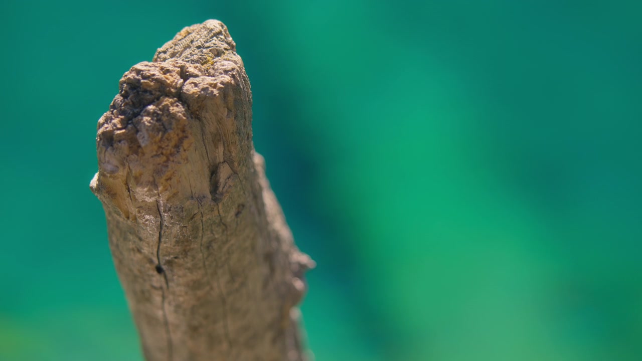 Close up of a tree branch against turquoise lake water
