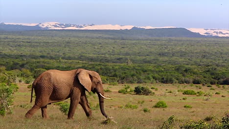 African-Bull-Elephant-Walking-Across-Open-Plains