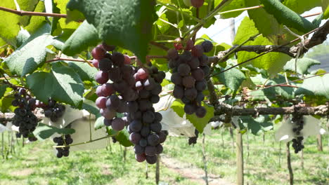 Vid-Brasileña-Con-Uvas-Rojas-Maduras-En-Un-Día-Ventoso,-Cámara-Flotante