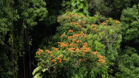 a thick canopy of deep green jungle vegetation is accented by clusters of bright orange flowers and long trailing vines, capturing the vivid energy and natural abundance of tropical growth.
