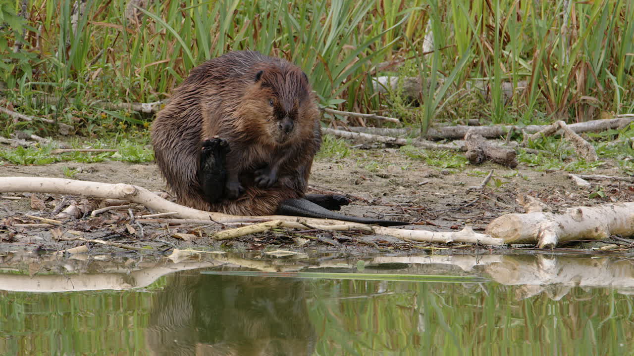 Adorable beaver rubs oil into face and belly fur on wetland pond shore
