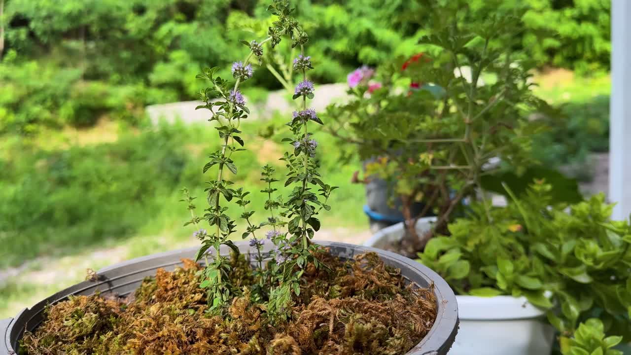 herbal in Hyrcanian forest pennyroyal mint wild floral Mentha pulegium spearmint aromatic bee blossom flora honey leaf meadow mentha macro plant spring summer wildflower wildlife iran gilan asia tea