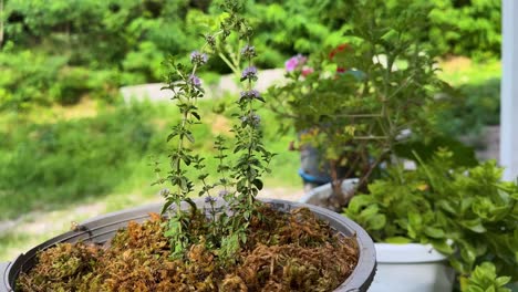 herbal in hyrcanian forest pennyroyal mint wild floral mentha pulegium spearmint aromatic bee blossom flora honey leaf meadow mentha macro plant spring summer wildflower wildlife iran gilan asia tea