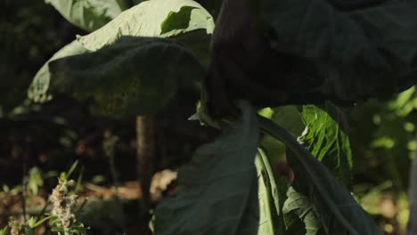 after harvesting organic cabbage, a worker processes the plant leaves for composting - isolated slow motion