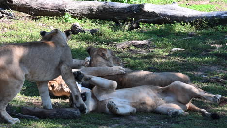 a lioness plays with her children rolled in the grass in the enclosure of a french zoo